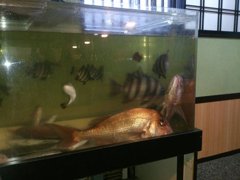 店内いけす。新鮮な旬の魚をご堪能ください。
