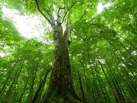 “オータンの森”のご紹介