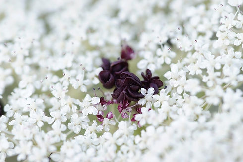 wild-carrot-5403670_1920.jpg