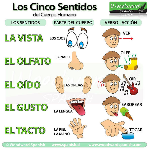 cinco-sentidos-5-senses-spanish.jpg