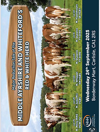 middle cat cover jpg.jpg