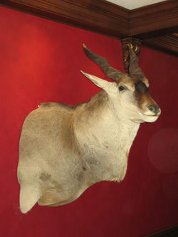 Common Eland