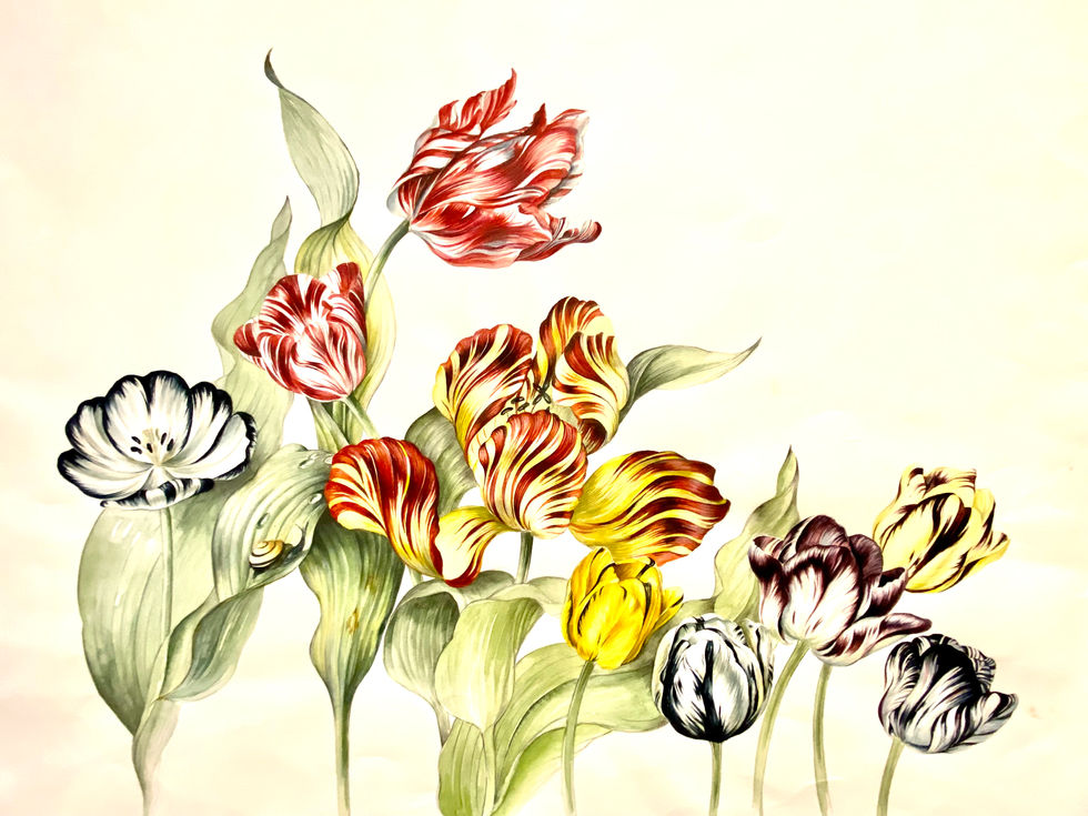 Botanical watercolour painting of tulips. Different varieties painted  against a white background. Artist David Salariya