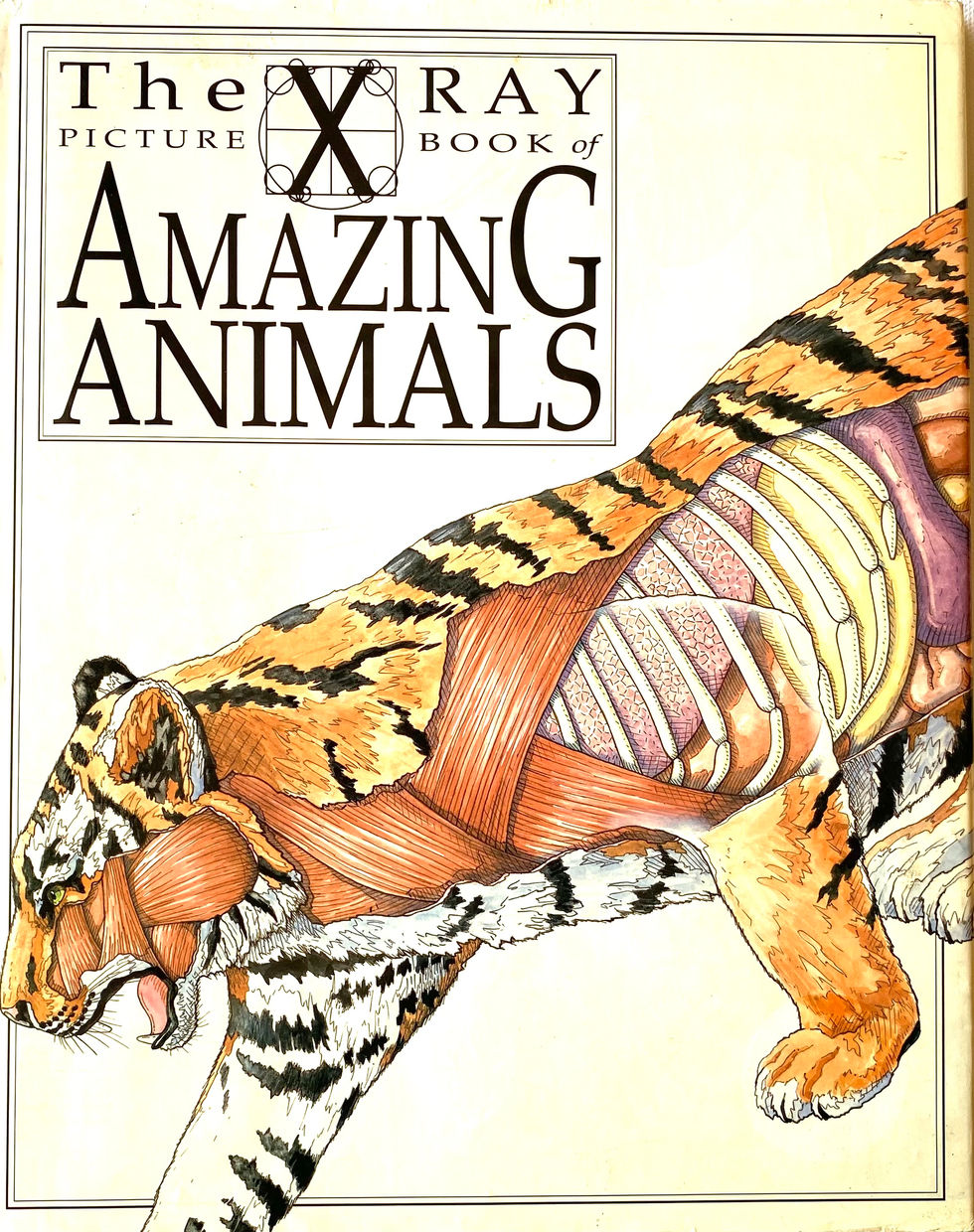 Book Cover: Tiger illustration by Richard Coombes showing an illustration of a tiger drawn to show, organs, skeleton as if a colour X Ray.Amazing Animals, The X Ray Picture Book of...series.