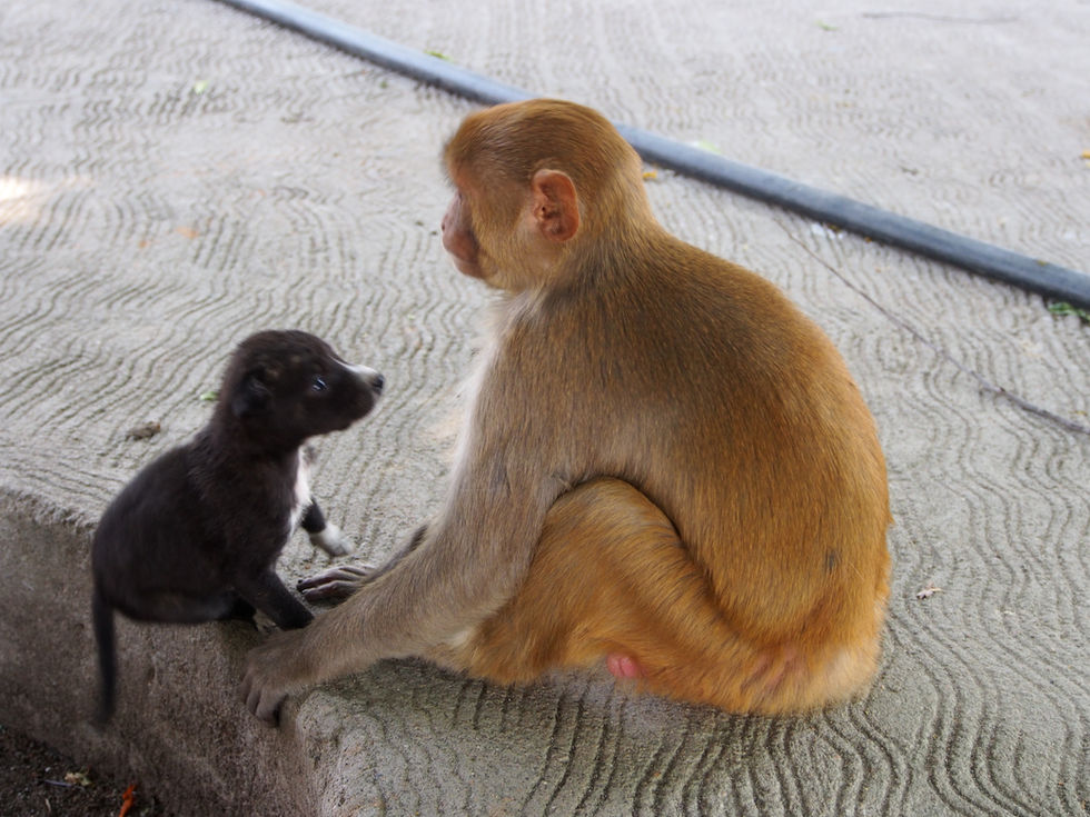 a monkey sitting next to a small black dog