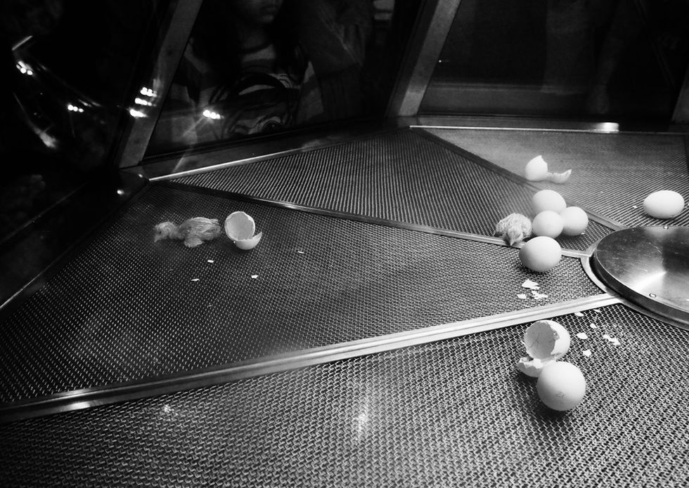 a black and white photograph , chicks hatching, Chicago