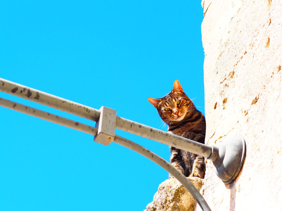 a cat sitting on top of a wall looking at the camera