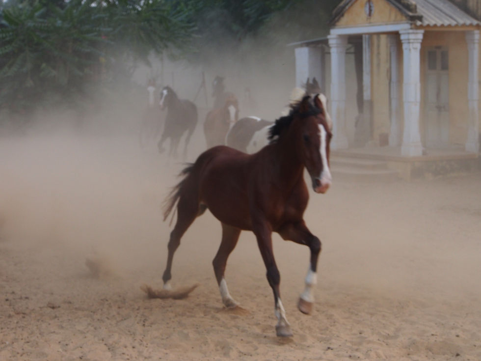 a brown horse with a white spot on its face is running in the dirt
