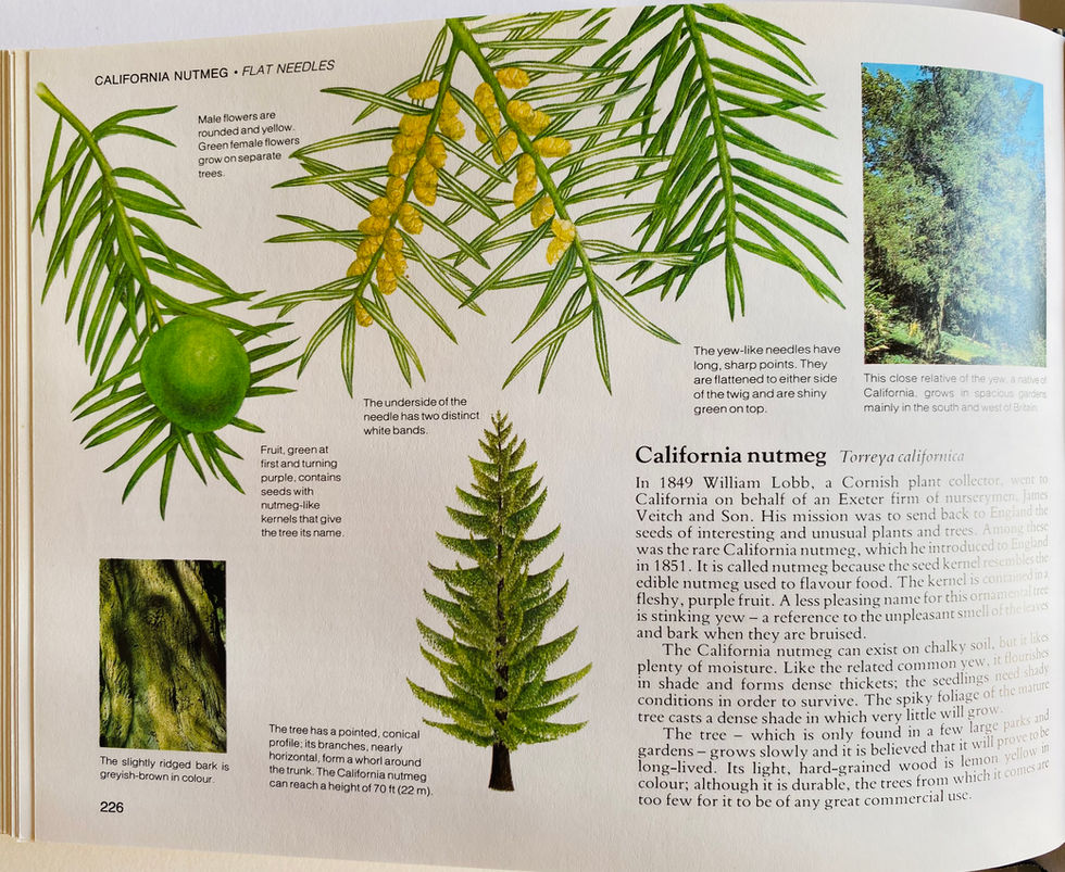 Botanical watercolour illustration by David Salariya, California Nutmeg Torreya Californica. Reader's Digest Nature Lovers Library: Field Guide To The Trees And Shrubs Of Britain