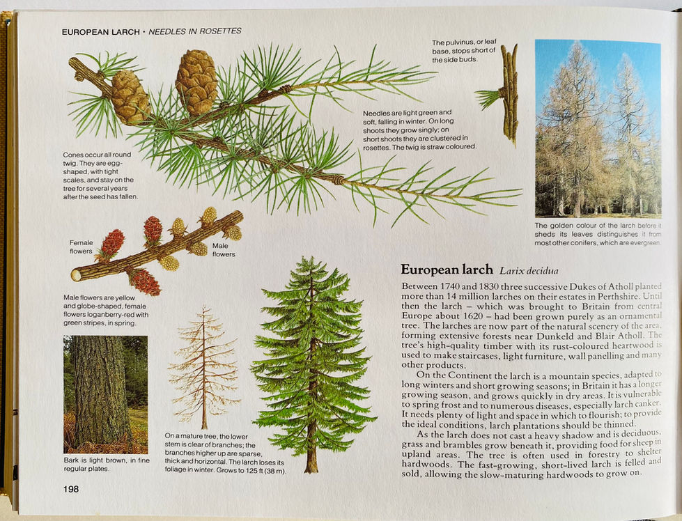 European Birch, Botanical illustration by David Salariya