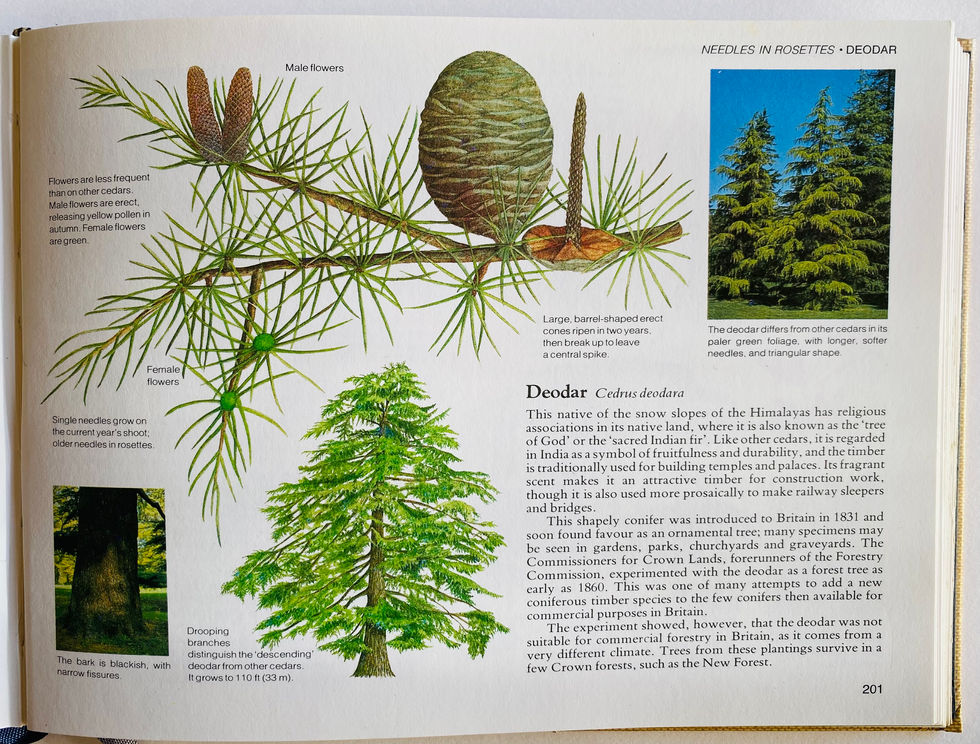 Botanical illustration by David Salariya Deodar, Cedrus deodar. Nature Lovers Library: Field Guide To The Trees And Shrubs Of Great Britain