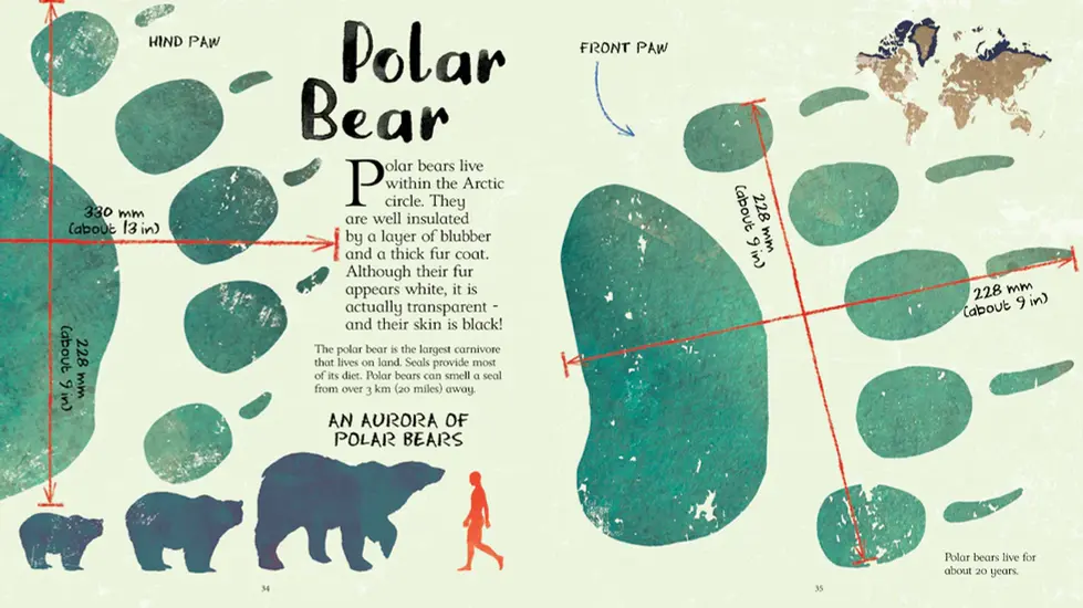 Polar Bear: Arctic animal, drawing, size comparison