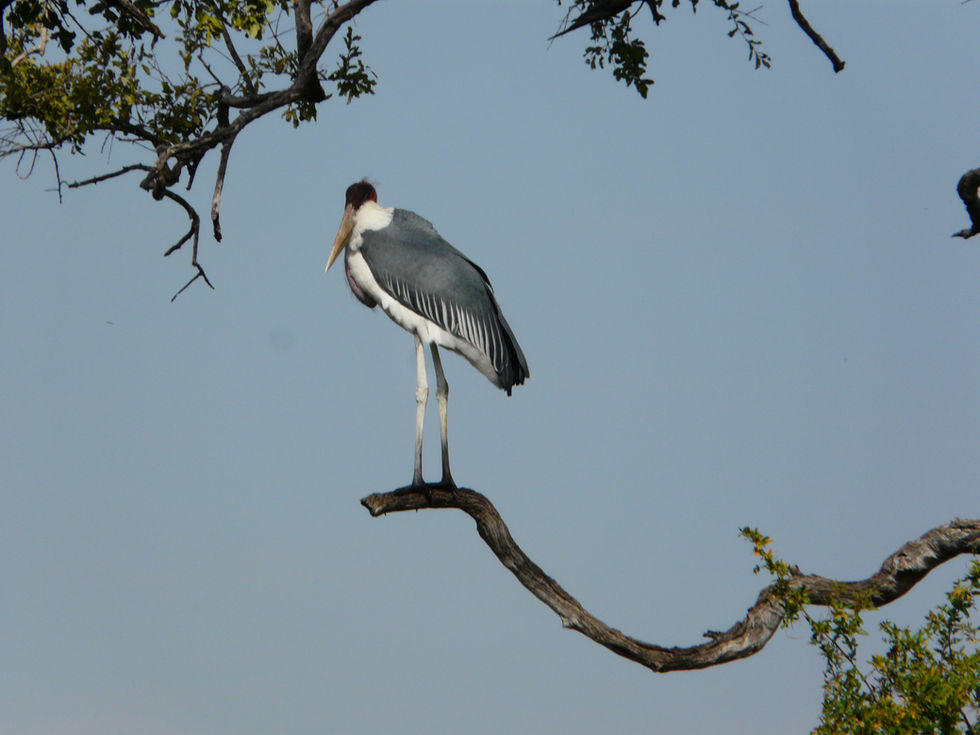 a bird with a long beak is perched on a tree branch