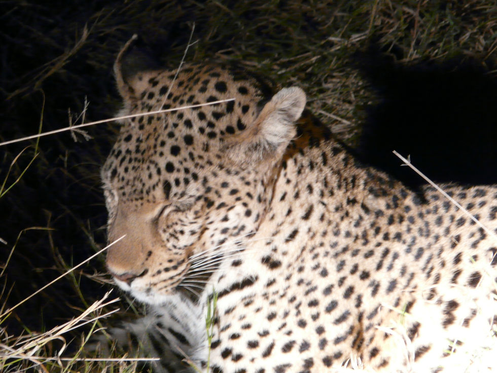 a close up of a leopard 's face in the dark
