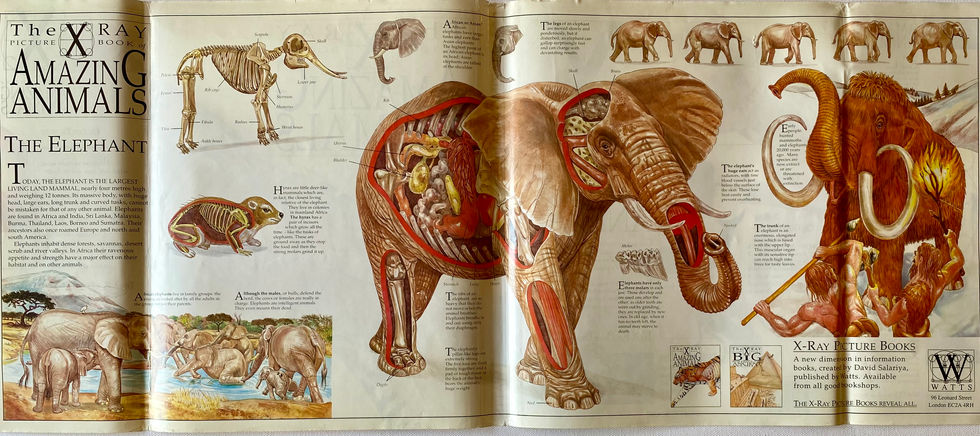 Poster printed on inside of dust jacket. Amazing Animals, The X Ray Picture Book of...series. Created and designed by David Salariya