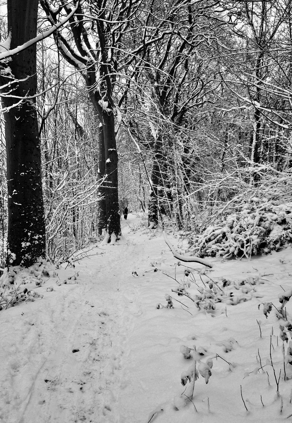 Black & White Photograph Trees in Snow, Brighton