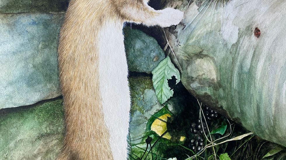 Watercolour painting of a weasel