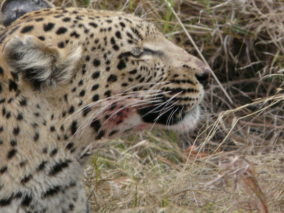 a close up of a leopard 's face in the grass