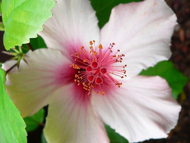 fleurs-de-bach_neobienetre.jpeg