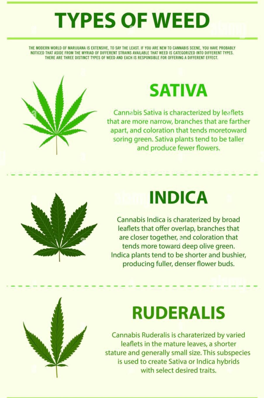 TYPES OF DIFFERENT WEEDS AND THERE BENEFITS