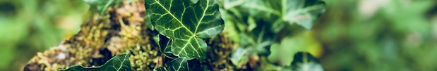 green.JPG