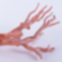 Corallium_edited_edited.png