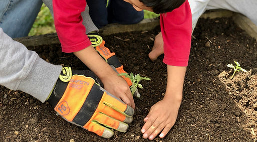 planting seedlings.jpeg