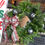 Thumbnail: Pre-order Deluxe Fresh Evergreen Wreath