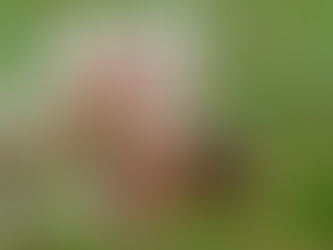 a honeybee gathering nectar on a white clover flower