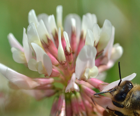 bee on clover CMMcC.jpg