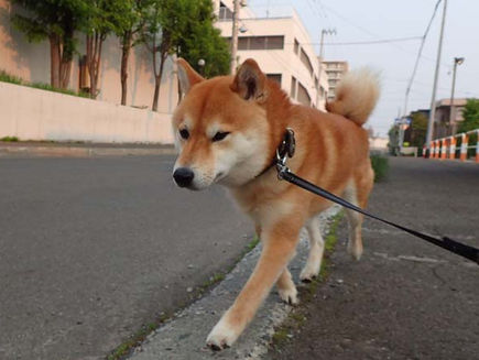 Tap tap tap *Teku Teku Teku・・・