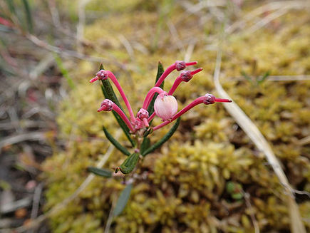 Blog Bunga ini disebut Andromeda polifolia