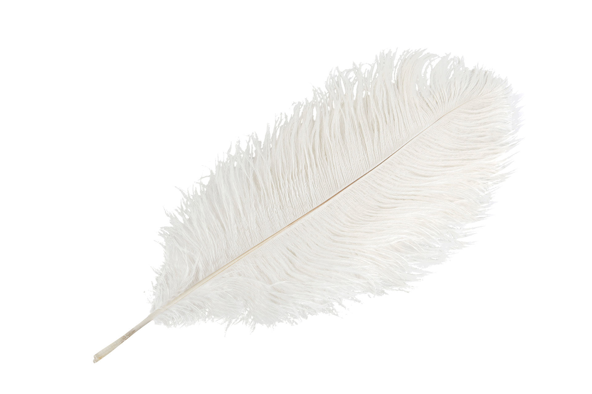 Strutsefjær Hvit 40-45cm