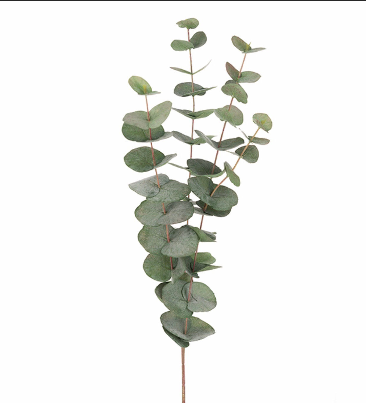Eucalyptus 60cm 9953-95