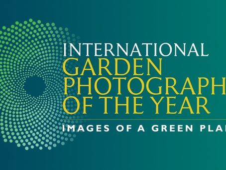 Category Winner - IGPOTY 2018