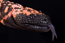 glp 1 lizard spit GLP-1 Medications