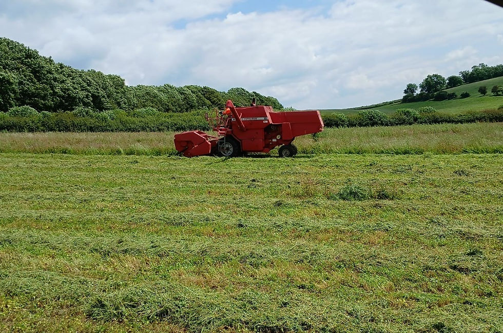 Red Campion crop being harvested