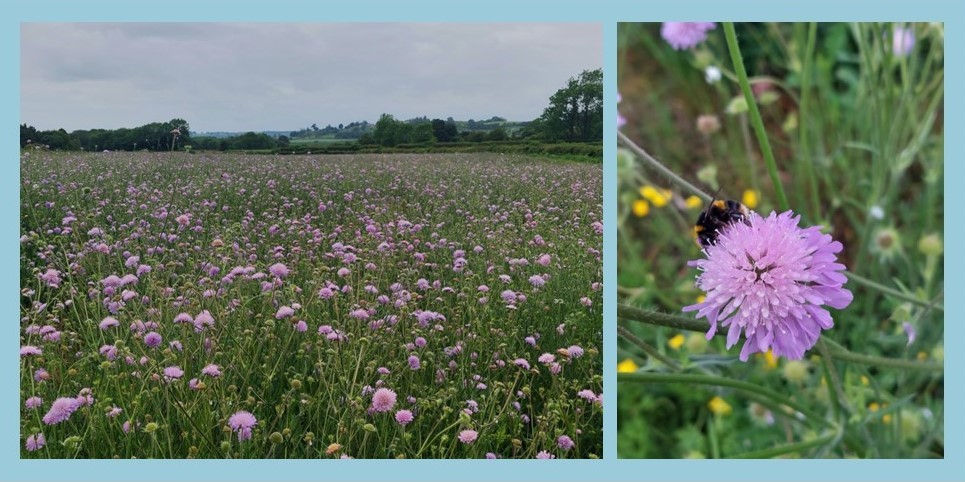 Field Scabious crop and a bee on the Field Scabious