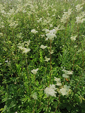 Meadowsweet