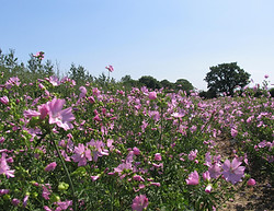 Musk Mallow