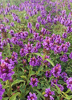 Self Heal