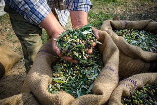 Man Holding Olives_edited.jpg