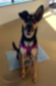 German Shepherd Fearful Dog Training