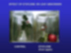 ethylene apple holly abscission defoliation