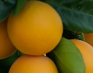 ORANGES