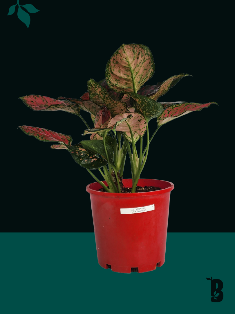Biobotanic Abode Hervey Bay Aglaonema Pink Lady Valentine