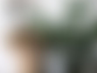 Plants to Keep Out of Reach of Pets and Young Children 🌱🚫