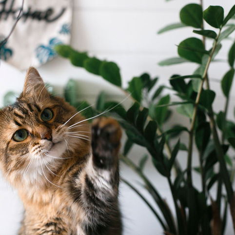 Plants to Keep Out of Reach of Pets and Young Children 🌱🚫