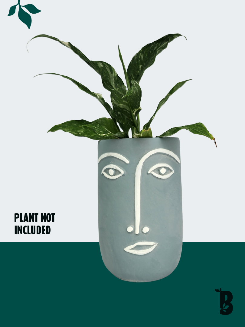 Biobotanic Abode Hervey Bay Whimsical Muse Decorative Planter