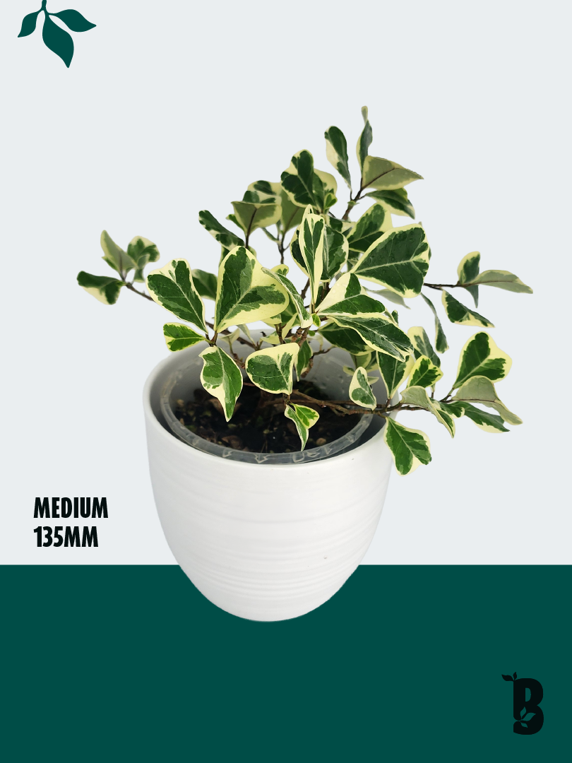 Biobotanic Abode Ficus Triangularis Albo